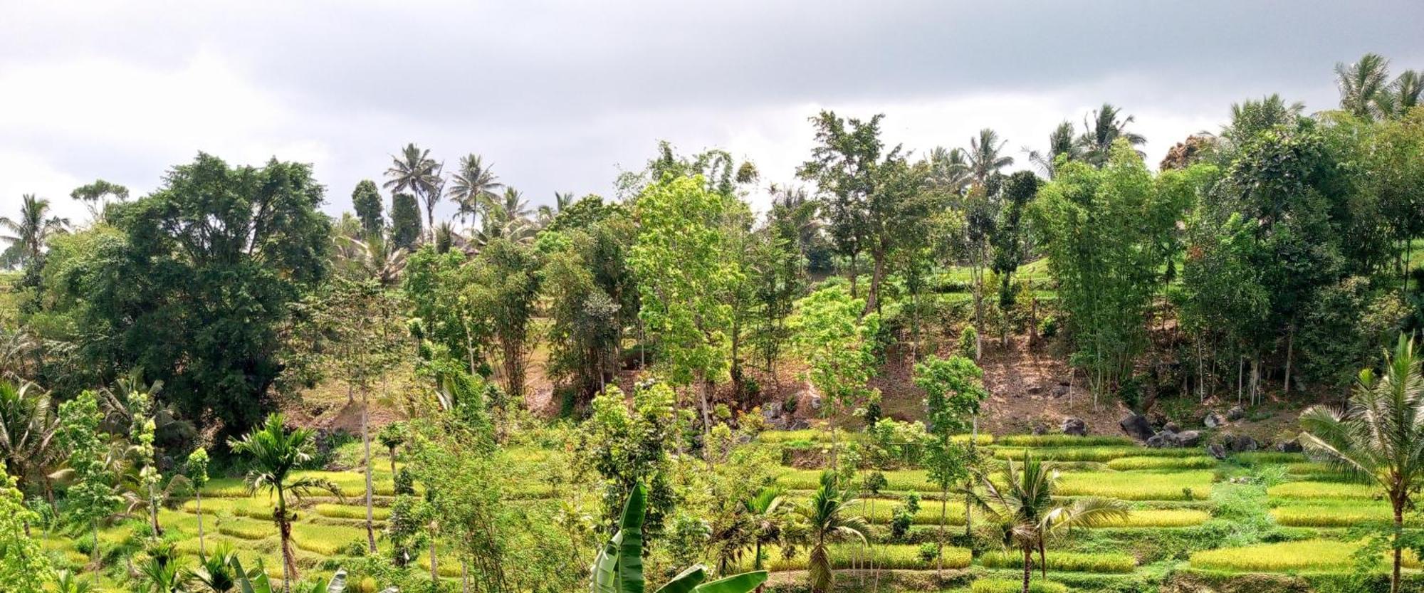 Asan Rinjani Homestay Tetebatu Extérieur photo