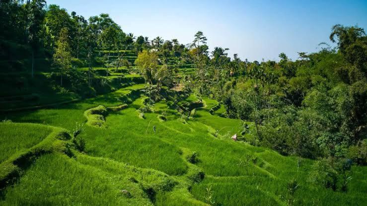 Asan Rinjani Homestay Tetebatu Extérieur photo